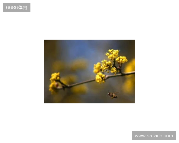 布达佩斯Major第一阶段：战舰轰鸣！FaZe 2-1 RED Canids